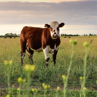 Cows