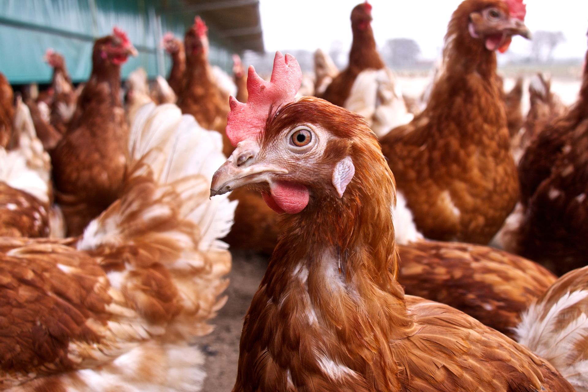 Solutions for poultry