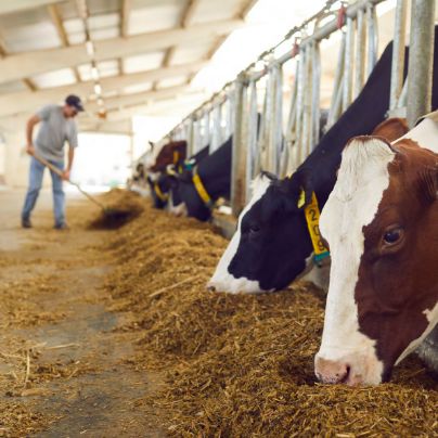 minerals for cattle