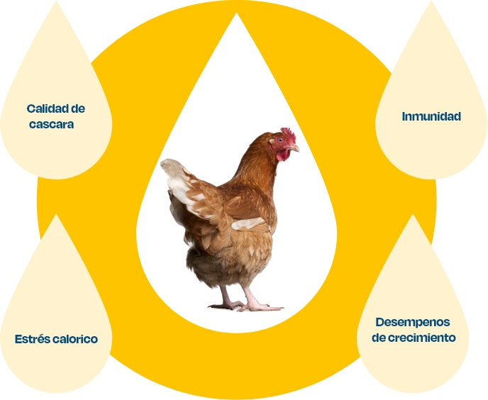 poultry nutrition 4